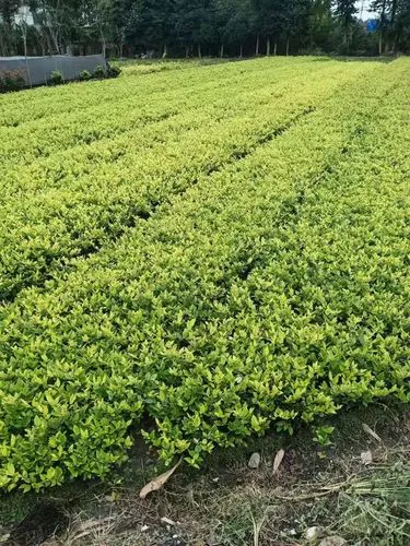 开云电竞：动态预告：中国青年电竞大赛即将在哪些城市举办？